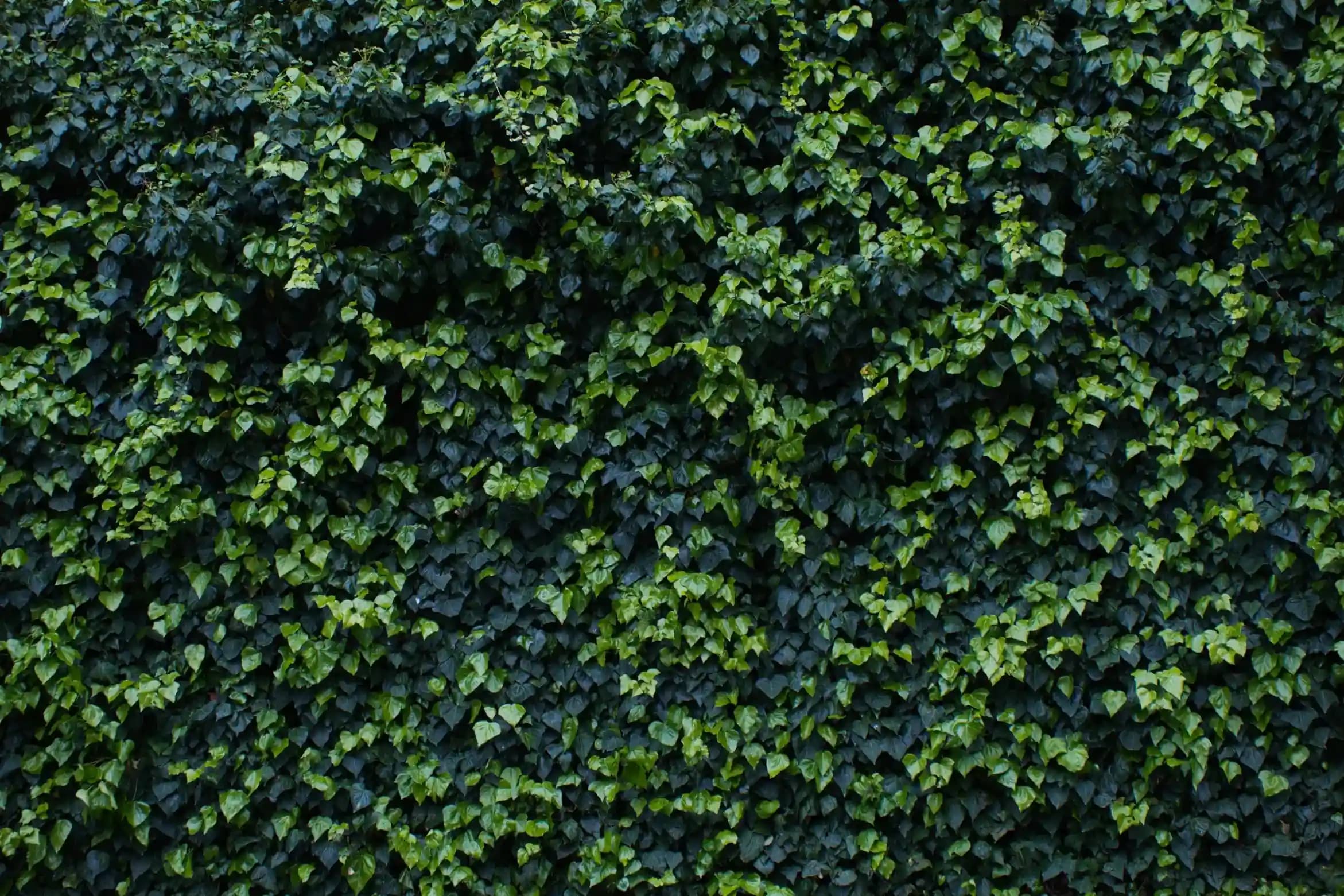 Vertical Green Walls