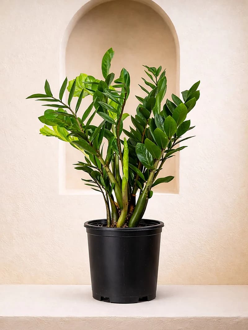 ZZ Plant