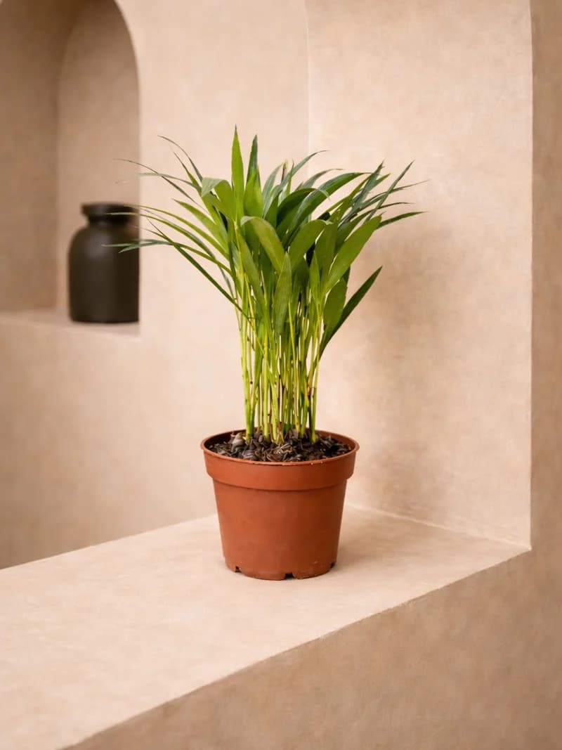 Areca Palm