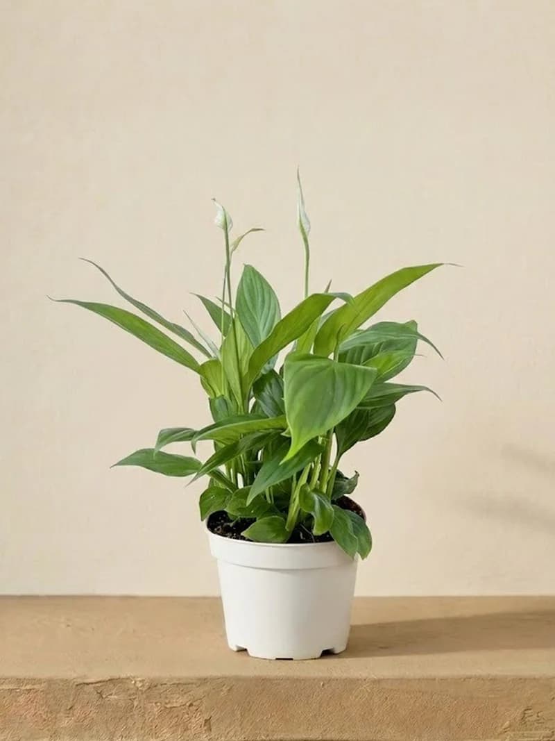 Peace Lily