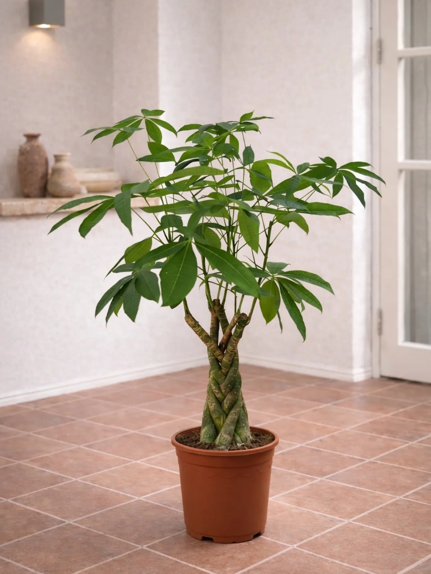 Money Tree