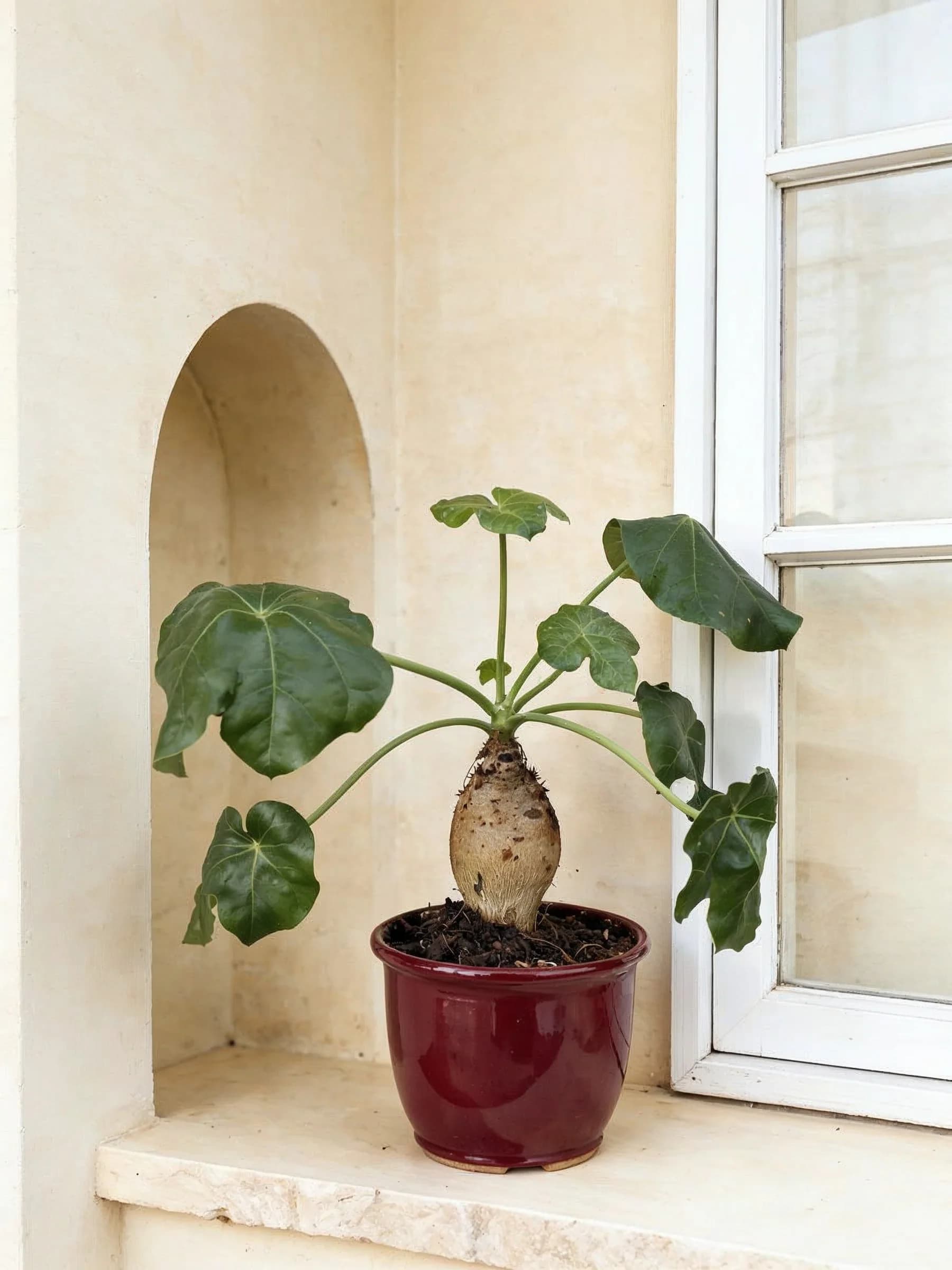 Coral Plant