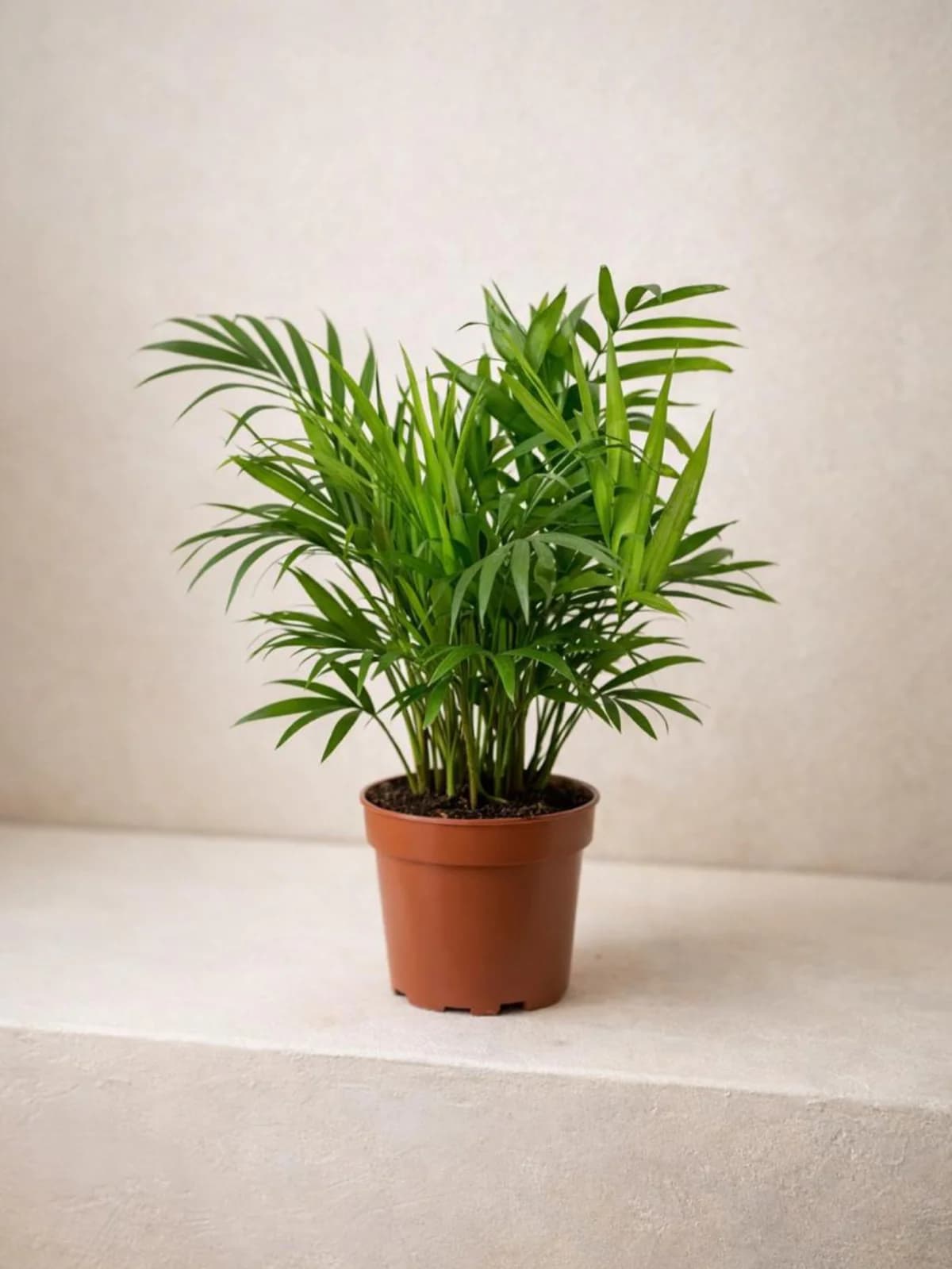 Parlor Palm