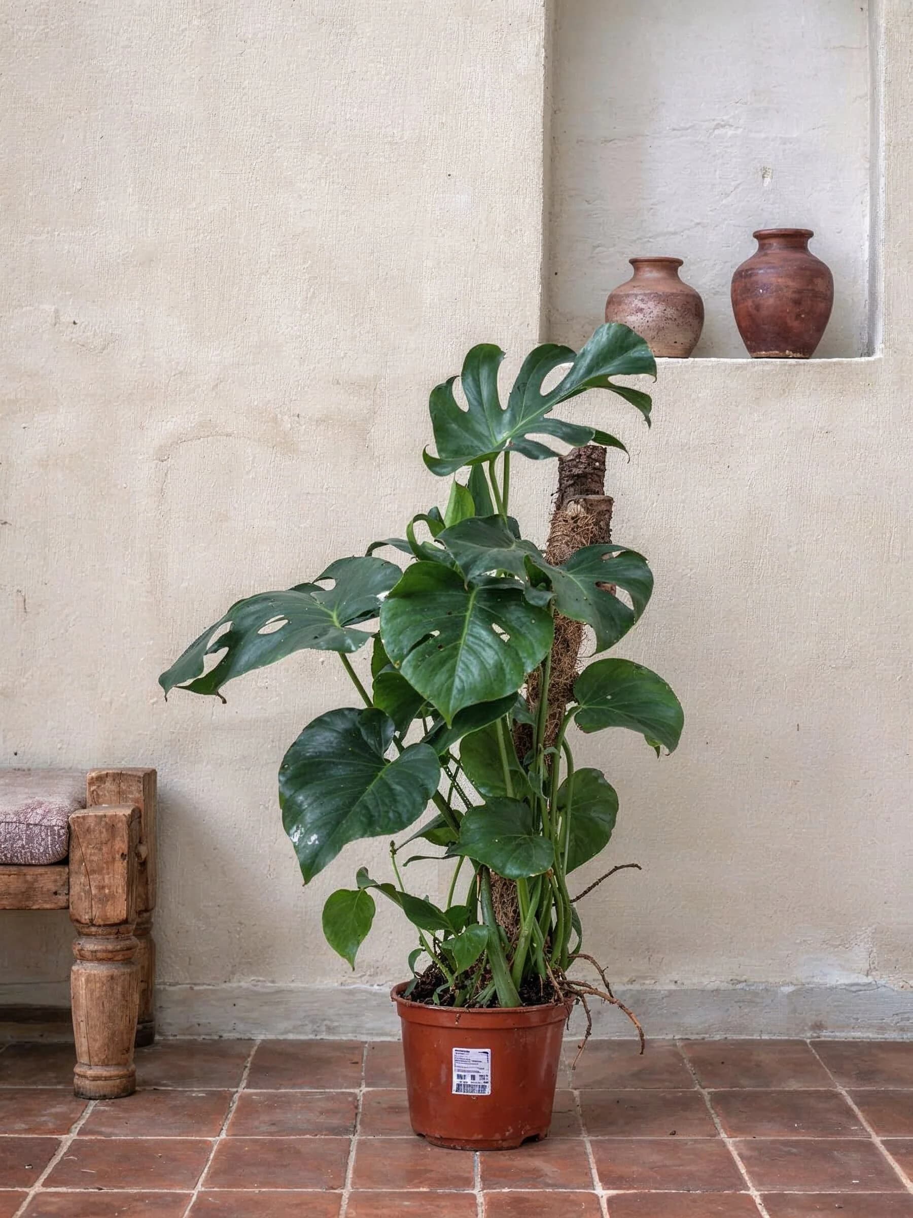 Swiss Cheese Plant