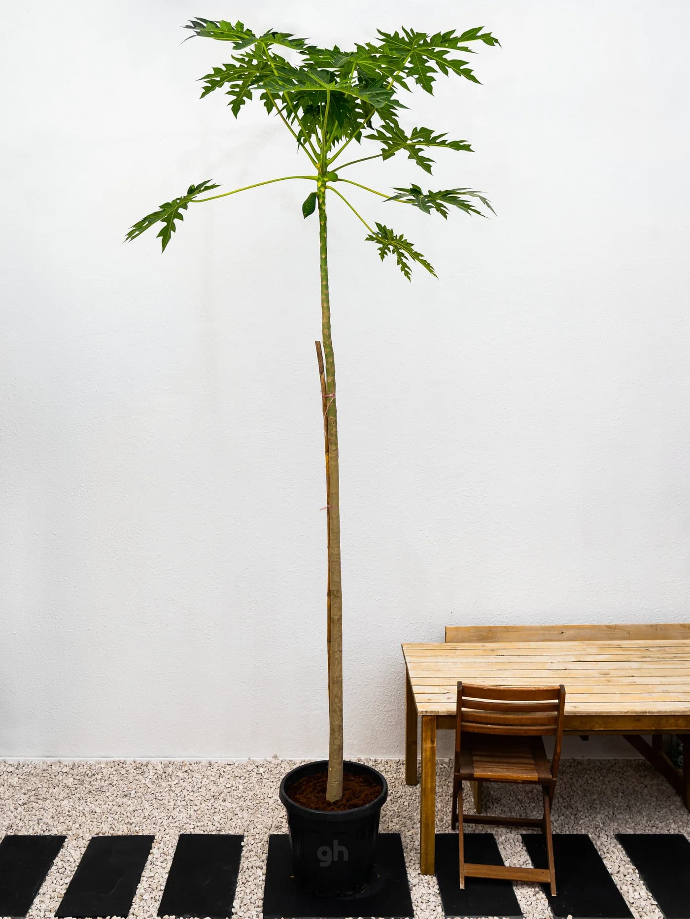 Papaya Tree