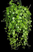 Outdoor Plants