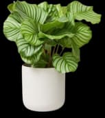 Indoor Plants