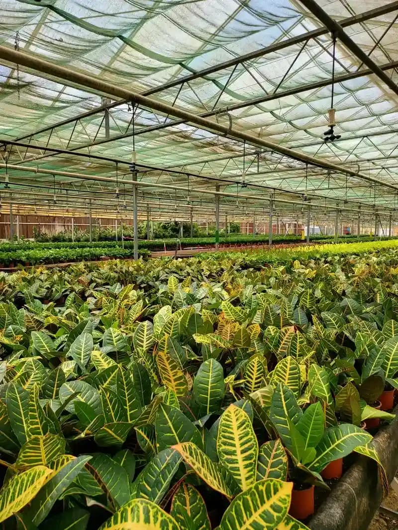 2.3ha Supercooling Greenhouse